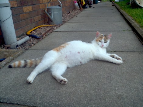 Pregnant cat is pregnant no longer!