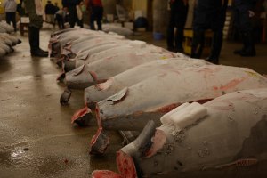 Tuna patiently to go to their new home - my stomach!