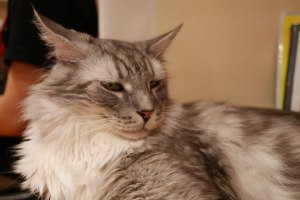 What a majestic creature...he just doesn't give a damn