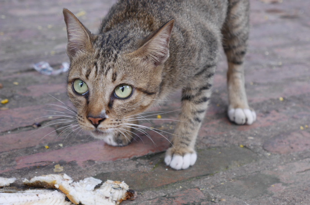 One of the many cats at Wat Phnom