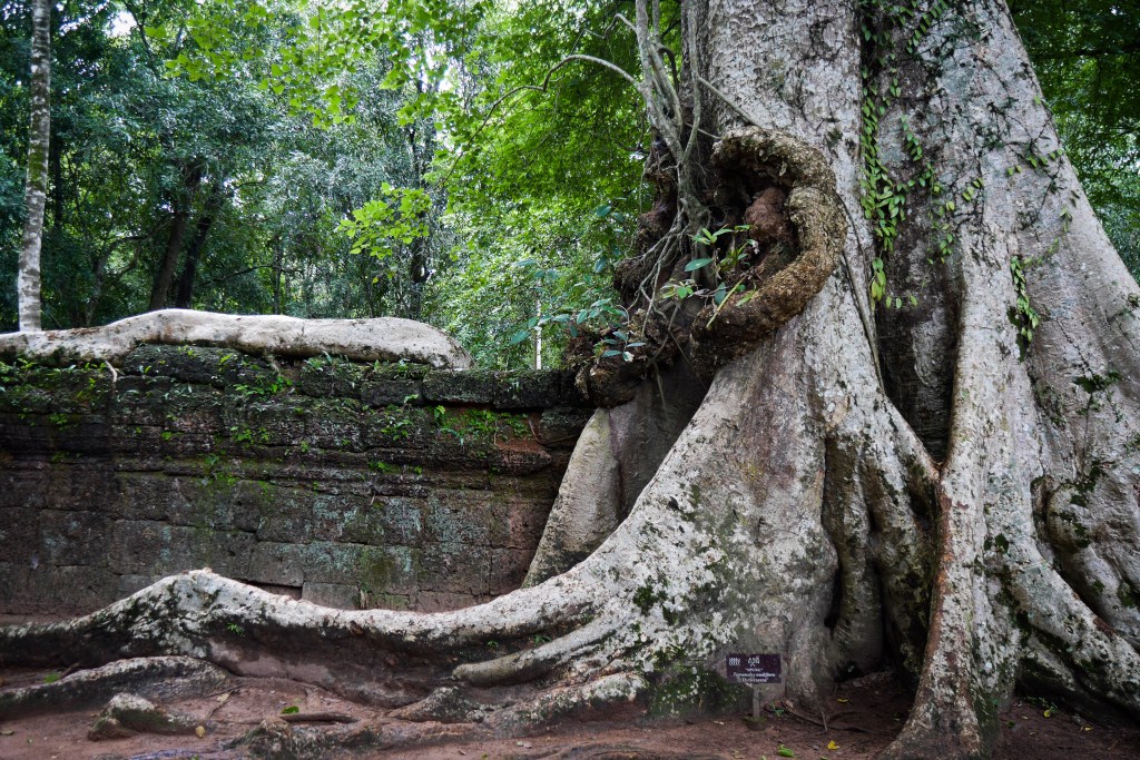 One of the gigantic ancient trees at Ta Prohm
