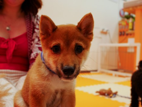 Picture of puppy in dog cafe